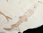 Incredible Fossil Shark (Pararhincodon) - Lebanon #10885-1